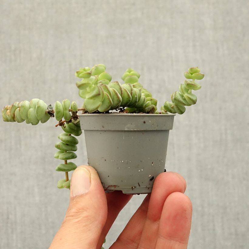 Amostra de Crassula rupestris subsp. marnieriana Miniplanta tal como entregue na primavera