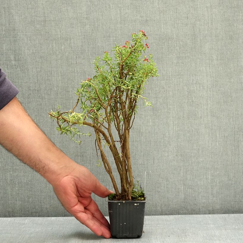 Amostra de Crassula sarcocaulis Godet de 8/9 cm tal como entregue no verão