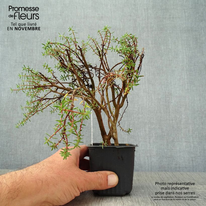 Amostra de Crassula sarcocaulis Vaso de 8/9 cm tal como entregue no outono