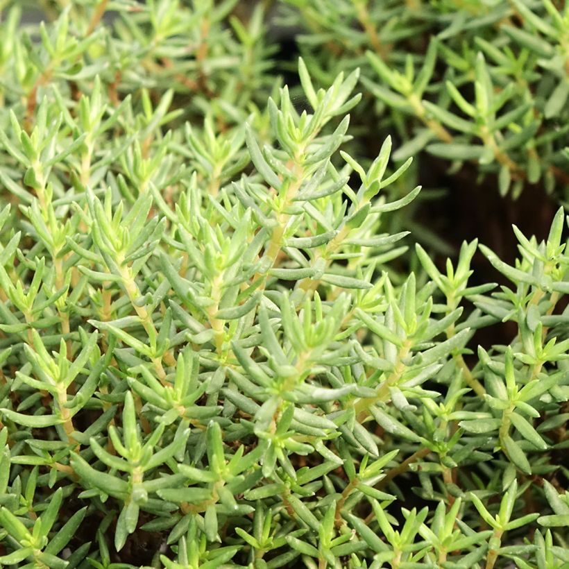 Crassula sarcocaulis (Folhagem)