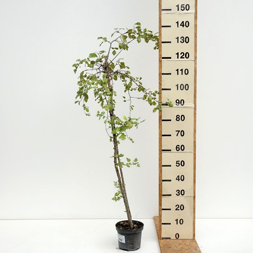 Amostra de Crataegomespilus dardarii Jules d'Asnière Vaso de 3 L/4 L, Haste tal como entregue no verão