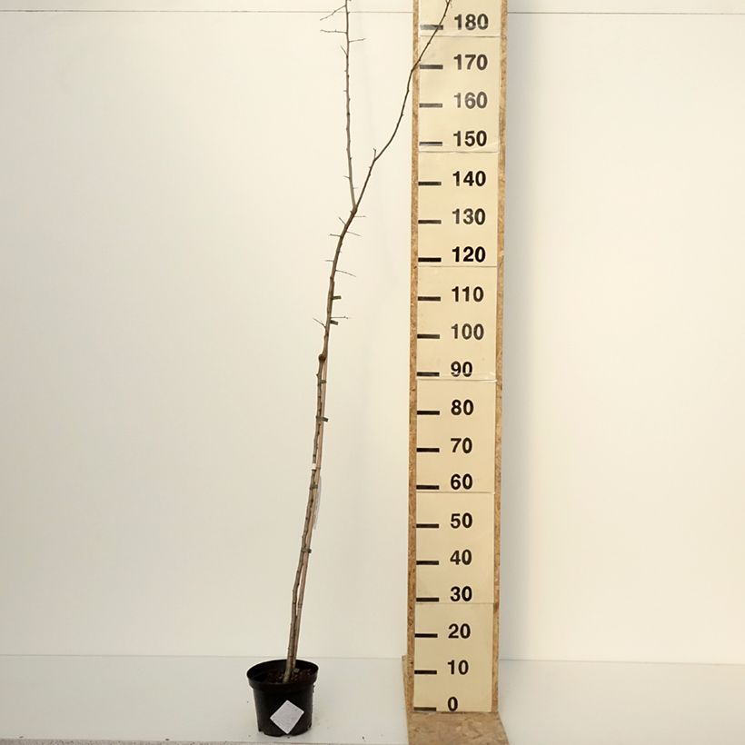 Amostra de Crataegomespilus dardarii Jules d'Asnière Vaso de 3 L/4 L tal como entregue no inverno