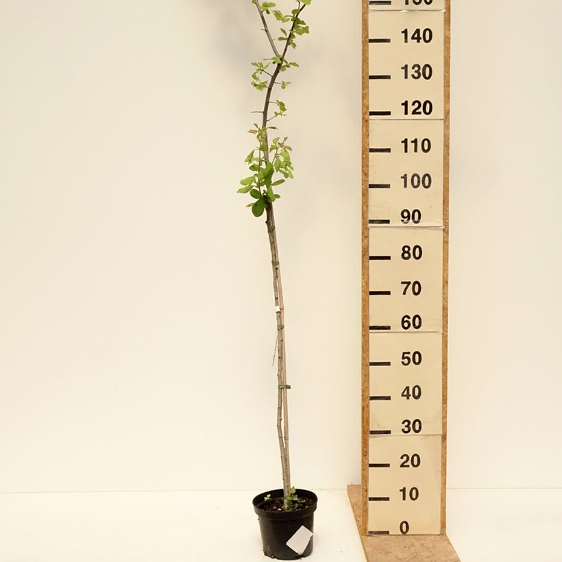 Amostra de Crataegomespilus dardarii Jules d'Asnière Vaso de 3 L/4 L, Haste tal como entregue na primavera