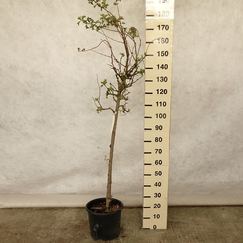 Amostra de Crataegus azarolus Vaso de 12 L/15 L, Meia haste tal como entregue no verão