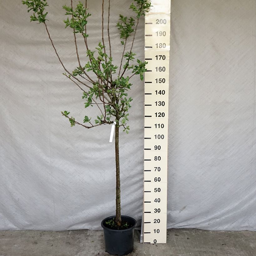 Amostra de Crataegus azarolus Vaso de 12 L/15 L, Meia haste tal como entregue na primavera