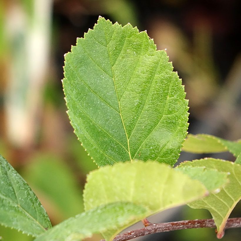 Crataegus crus (Folhagem)