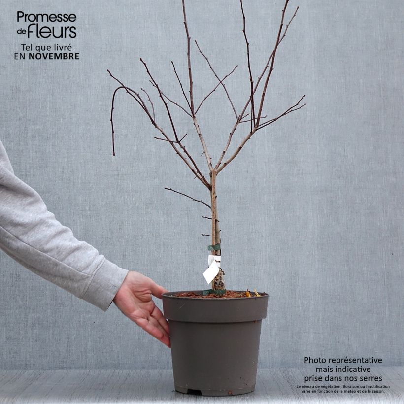 Amostra de Crataegus crus Vaso de 6 L/7 L tal como entregue no outono