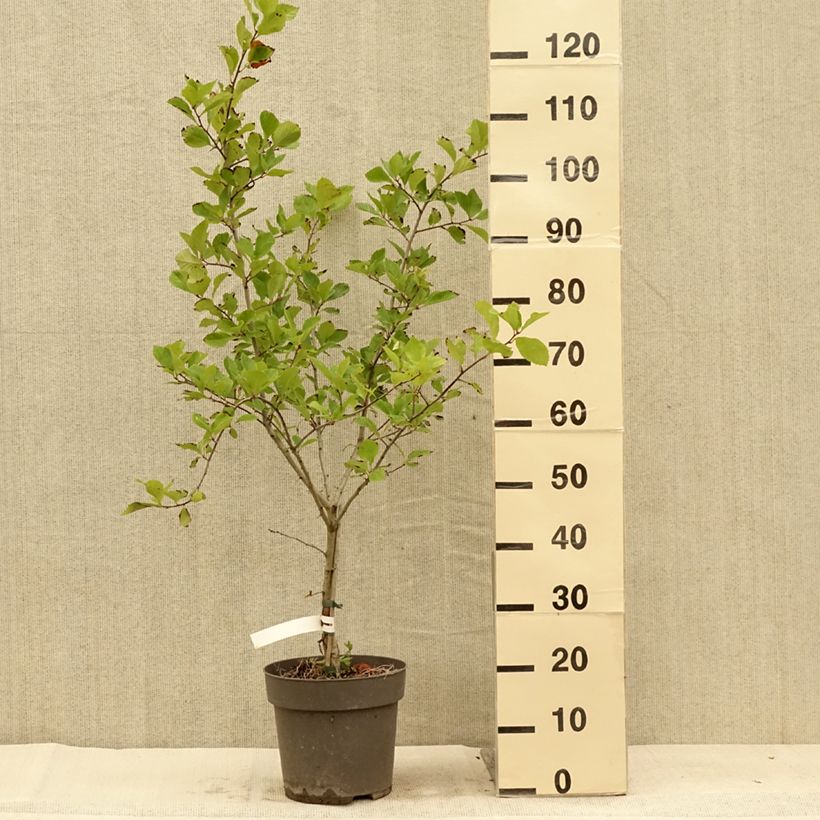 Amostra de Crataegus crus Vaso de 6 L/7 L tal como entregue no verão