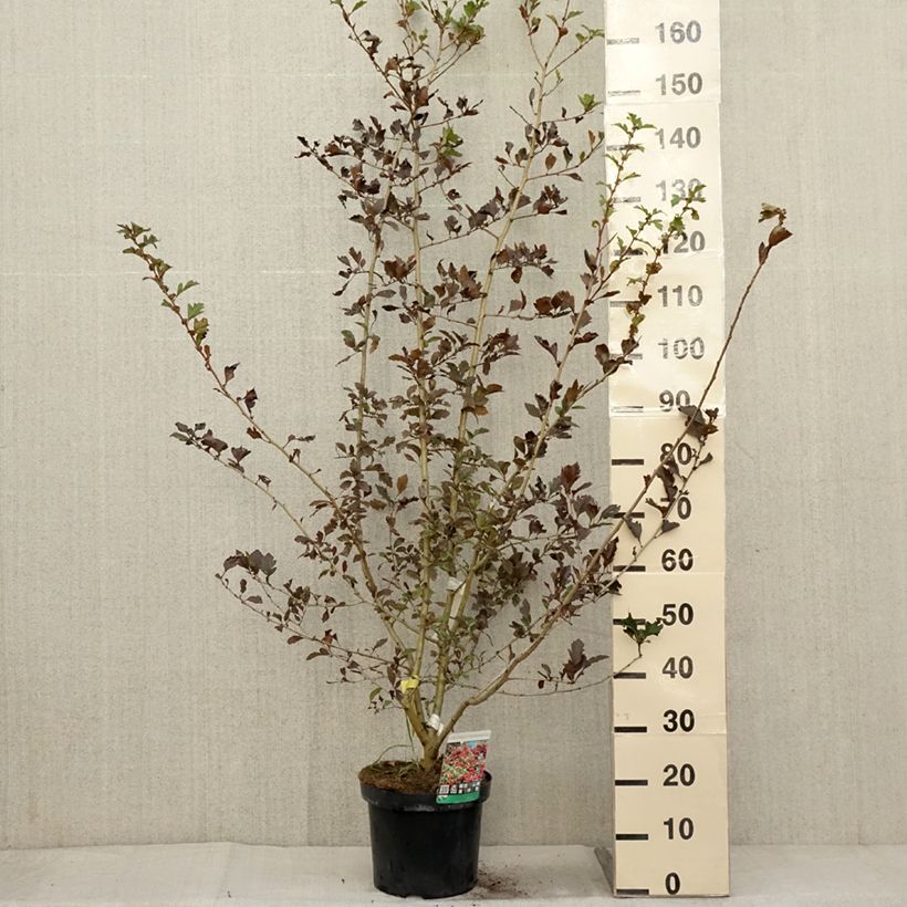 Amostra de Crataegus grignonensis Vaso de 7,5 L/10 L tal como entregue no outono