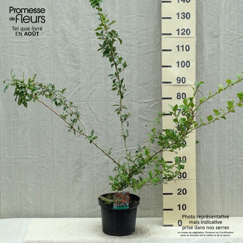 Amostra de Crataegus grignonensis Vaso de 7,5 L/10 L tal como entregue no verão