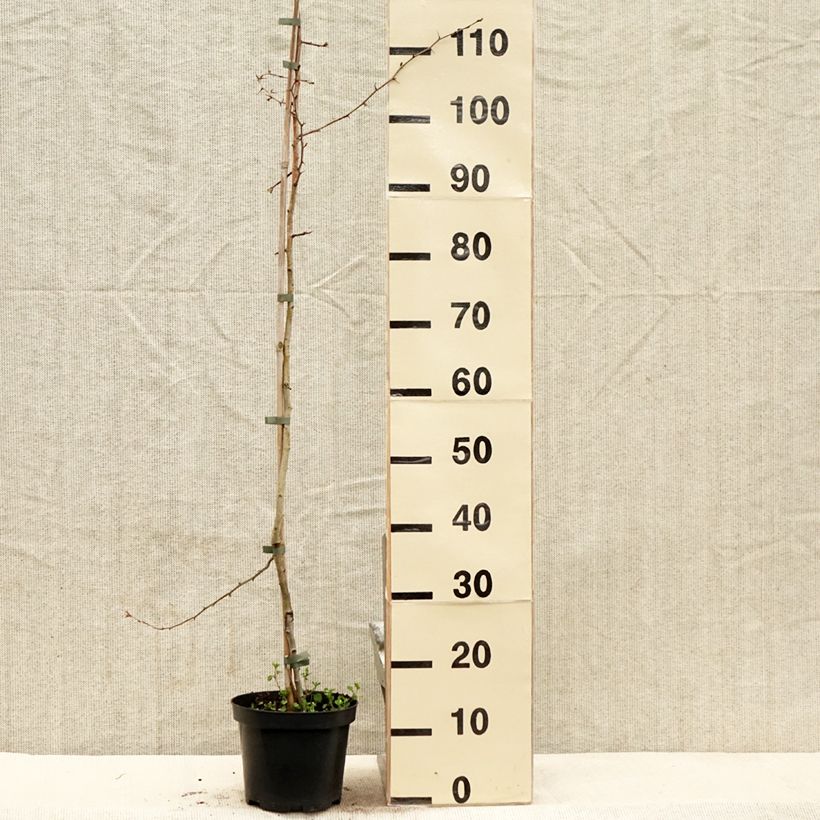 Amostra de Crataegus laevigata Auriculata - Aubépine lisse Vaso de 3 L/4 L tal como entregue na primavera