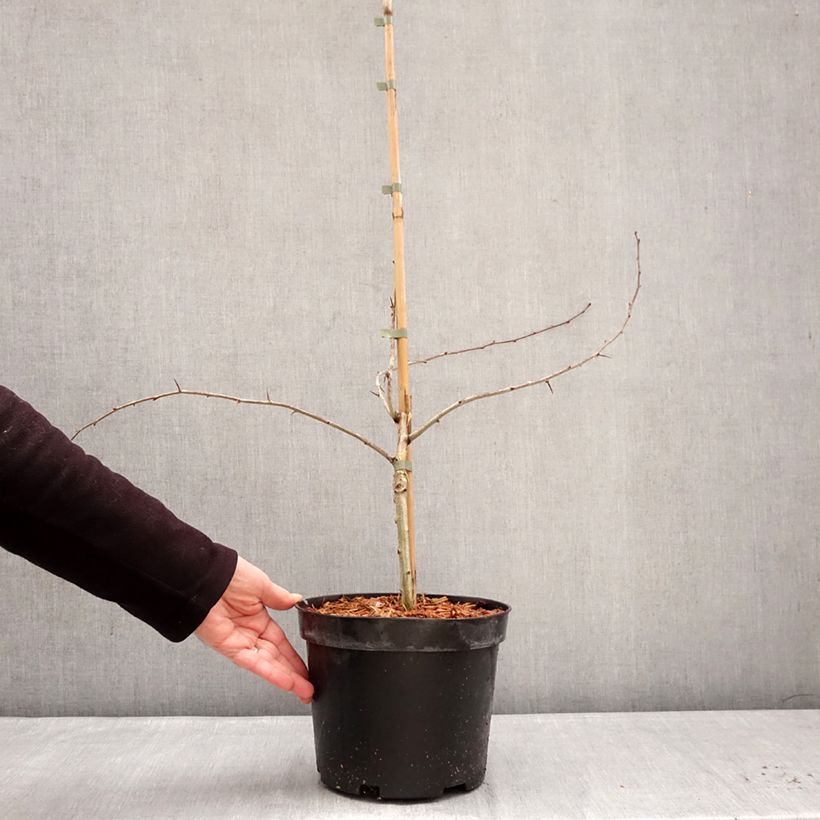 Amostra de Crataegus laevigata Masekii Vaso de 4 L/5 L, Arbusto tal como entregue no inverno