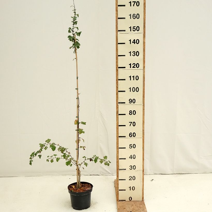 Amostra de Crataegus × media Princesse Sturdza Vaso de 4 L/5 L tal como entregue no outono