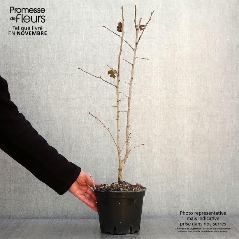 Amostra de Crataegus laevigata Rosea Flore Pleno Vaso de 3 L/4 L tal como entregue no outono