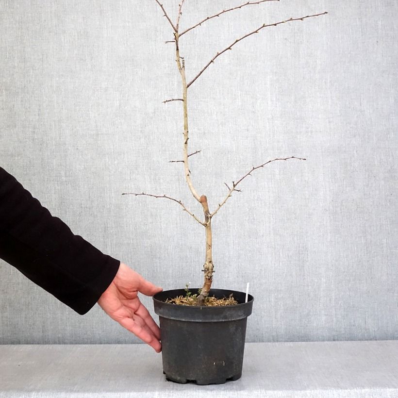 Amostra de Crataegus laevigata Rosea Flore Pleno Vaso de 3 L/4 L tal como entregue na primavera