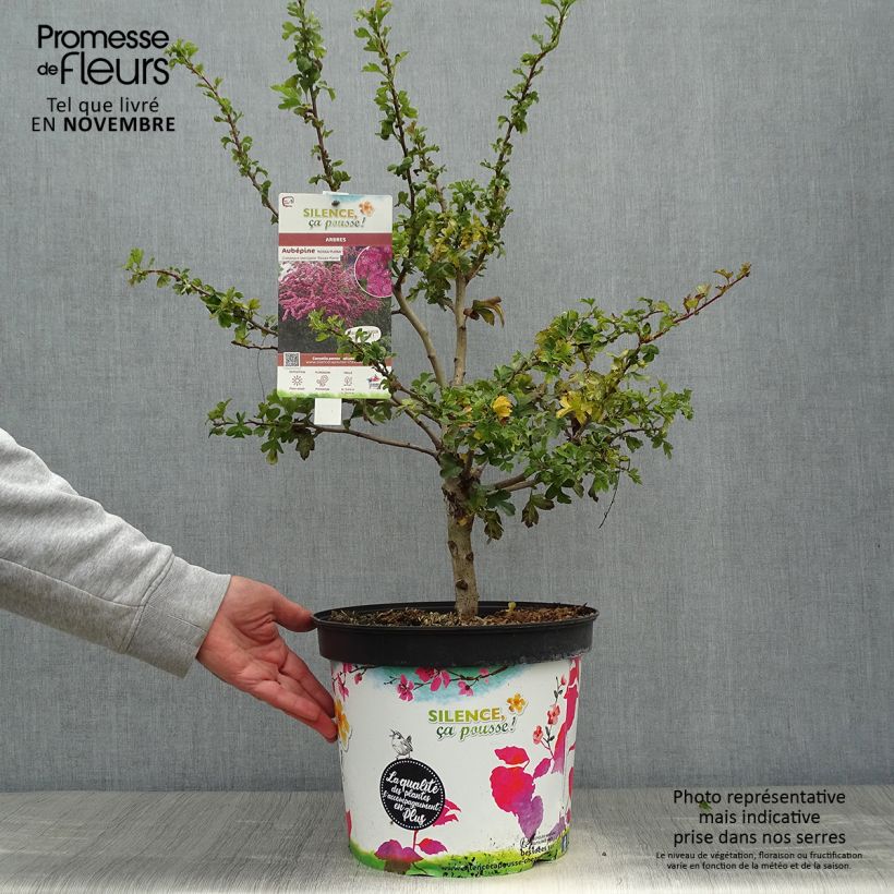 Amostra de Crataegus laevigata Rosea Flore Pleno Vaso de 7,5 L/10 L tal como entregue no outono