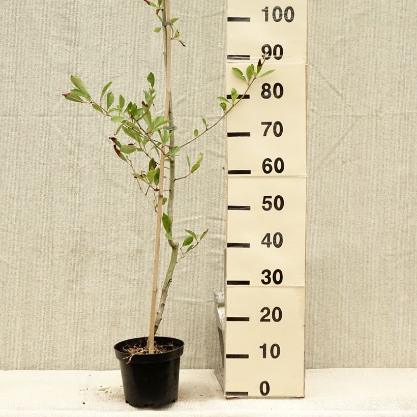Amostra de Crataegus lavallei Carrierei Vaso de 3 L/4 L tal como entregue no verão