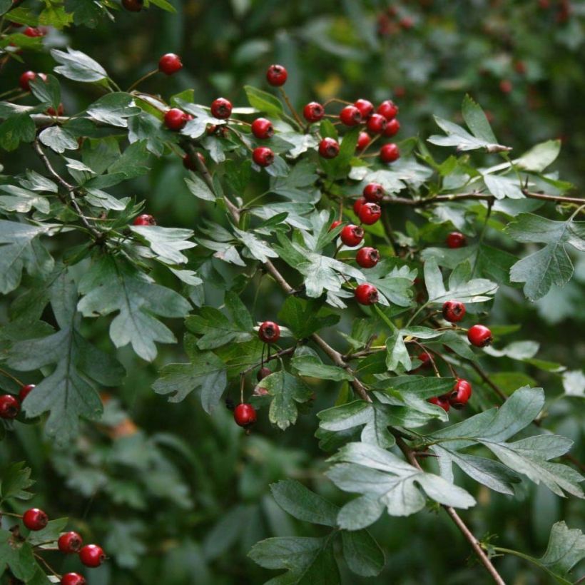 Crataegus monogyna (Folhagem)
