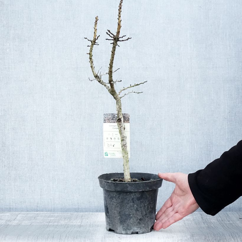 Amostra de Crataegus monogyna Compacta Vaso de 3 L/4 L tal como entregue no outono