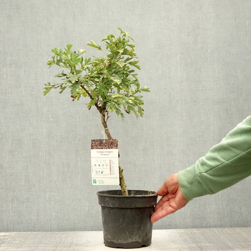 Amostra de Crataegus monogyna Compacta Vaso de 3 L/4 L tal como entregue no verão