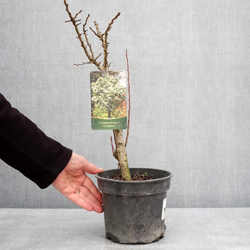 Amostra de Crataegus monogyna Compacta Vaso de 3 L/4 L tal como entregue no inverno