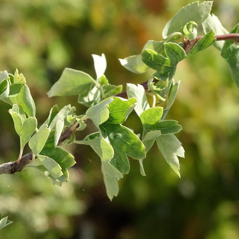 Crataegus monogyna Flexuosa (Folhagem)