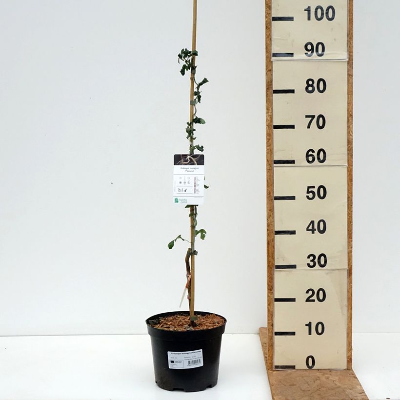 Amostra de Crataegus monogyna Flexuosa Vaso de 3 L/4 L tal como entregue no outono