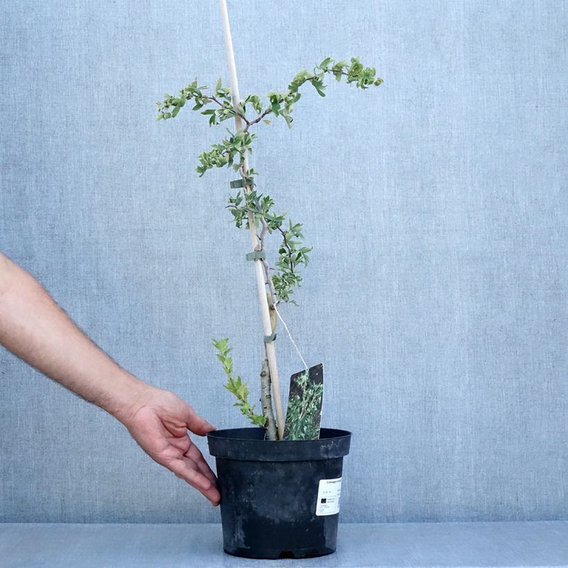 Amostra de Crataegus monogyna Flexuosa Vaso de 3 L/4 L tal como entregue no verão