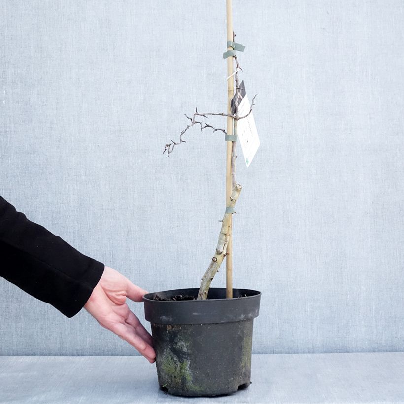 Amostra de Crataegus monogyna Flexuosa Vaso de 3 L/4 L tal como entregue no inverno