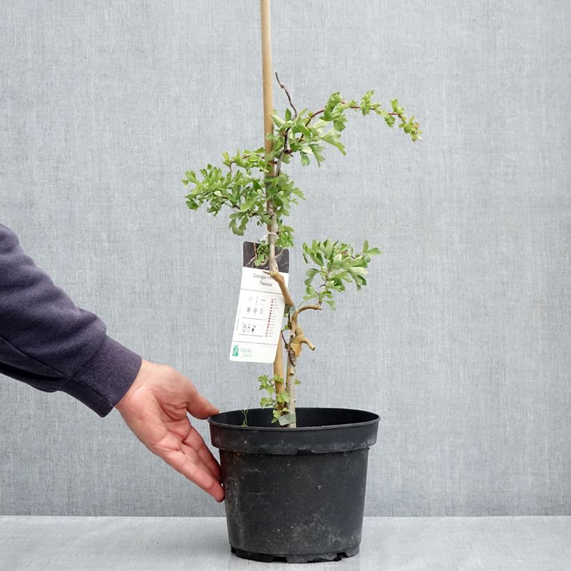 Amostra de Crataegus monogyna Flexuosa Vaso de 3 L/4 L tal como entregue na primavera