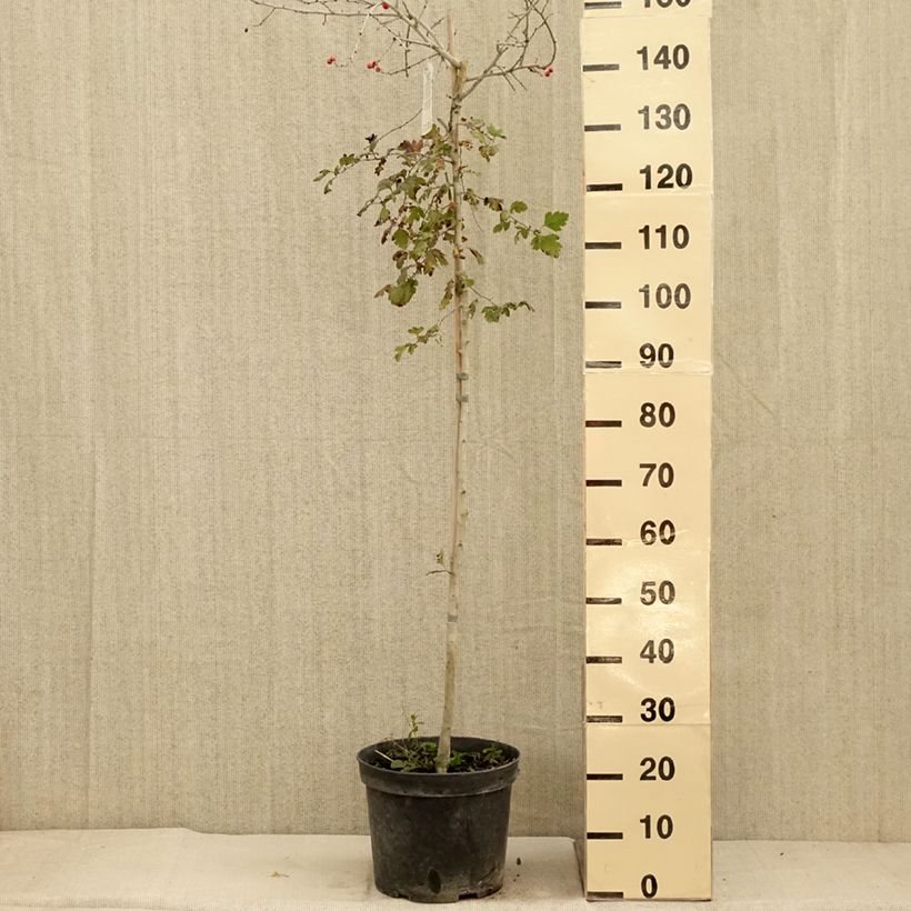 Amostra de Crataegus x media (x laevigata) Gireoudii - Aubépine hybride Coupe 7,5L / 10L tal como entregue no outono
