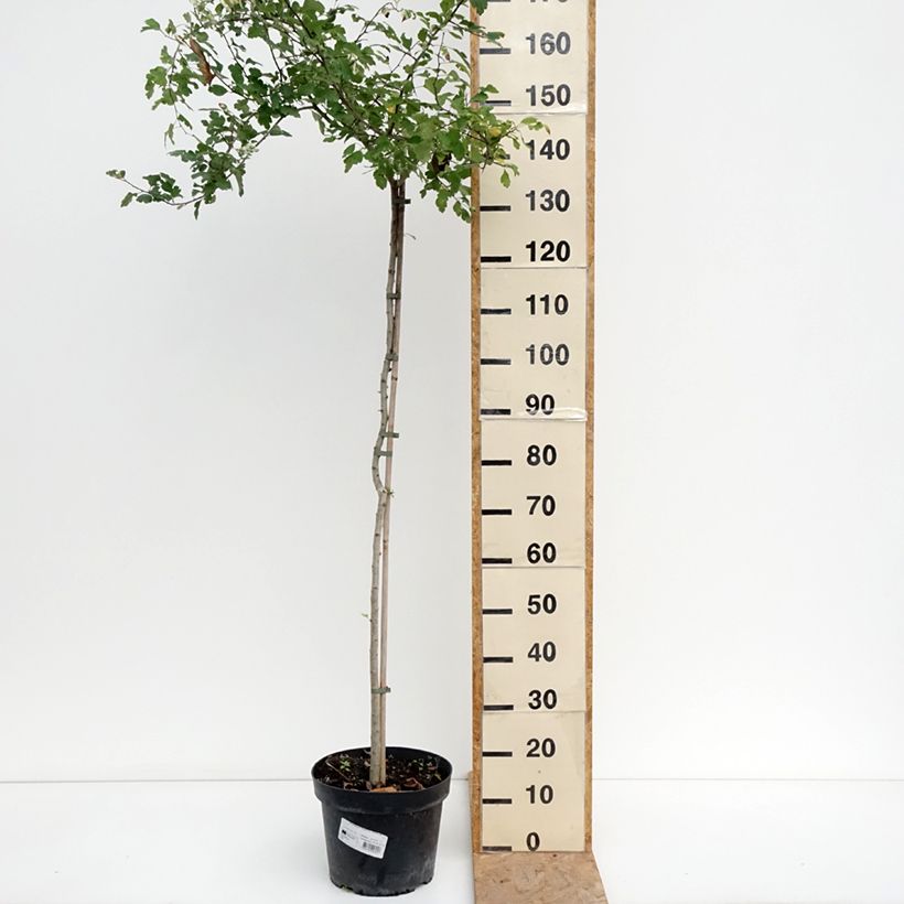 Amostra de Crataegus × media (× laevigata) Gireoudii Taça de 7,5 L/10 L tal como entregue no verão