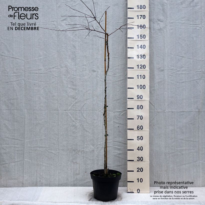 Amostra de Crataegus x media (x laevigata) Gireoudii - Aubépine hybride Taça de 7,5 L/10 L tal como entregue no inverno