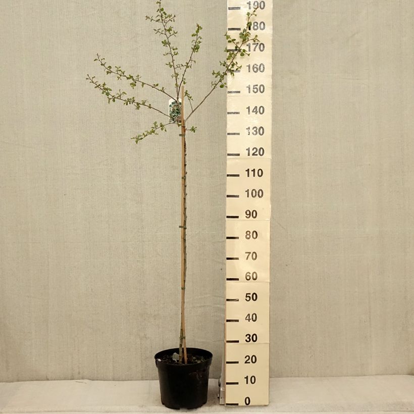 Amostra de Crataegus × media (× laevigata) Gireoudii Taça de 7,5 L/10 L tal como entregue na primavera