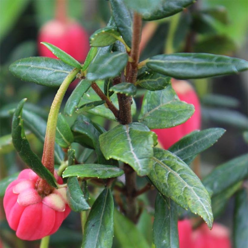 Crinodendron hookerianum (Folhagem)