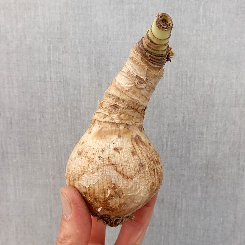 Amostra de Crinum Ellen Bosanquet  Bulbo size 24+ tal como entregue na primavera