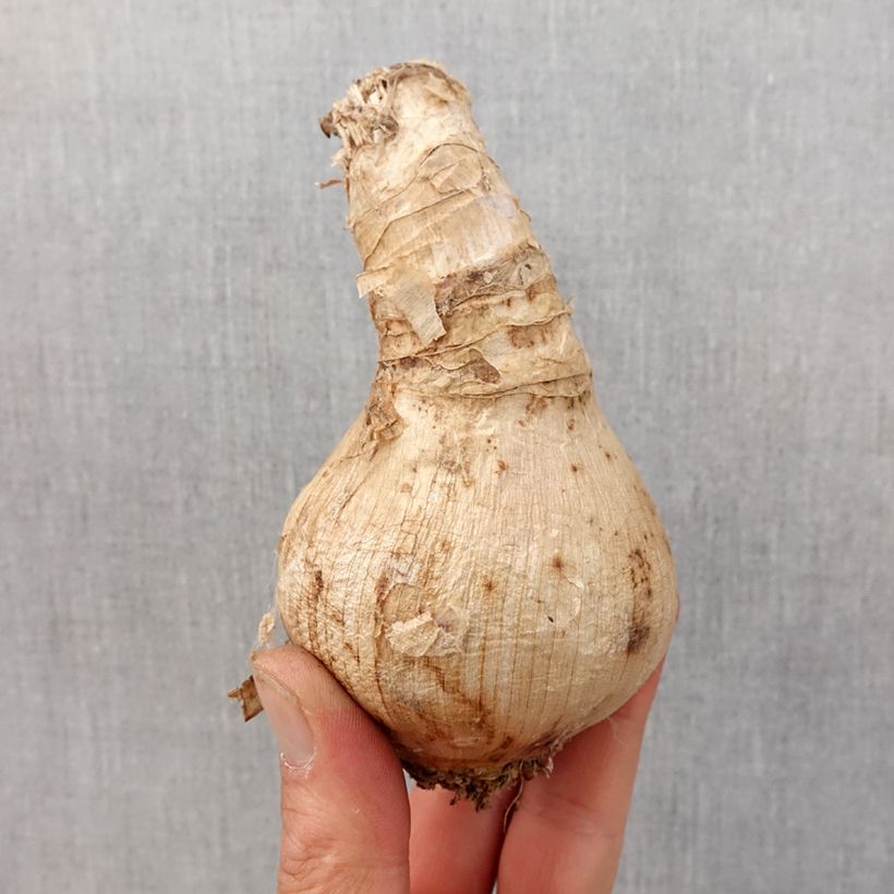 Amostra de Crinum moorei Bulbo size 24+ tal como entregue na primavera