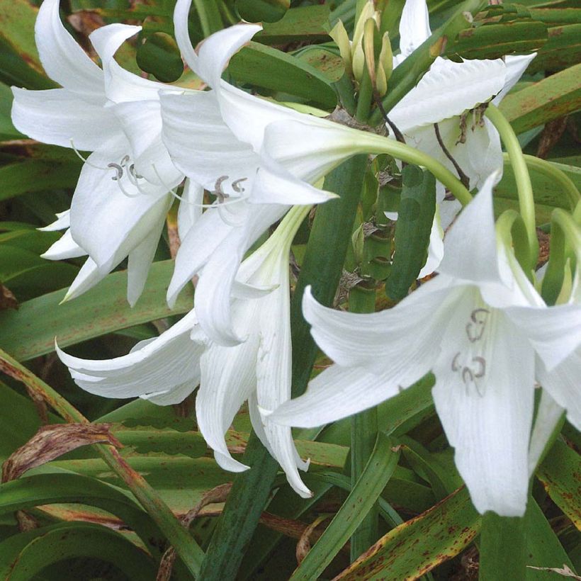 Crinum powellii Branco (Floração)