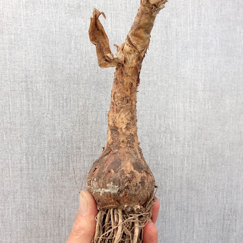 Amostra de Crinum powellii Blanc Bulbo size 24+ tal como entregue na primavera