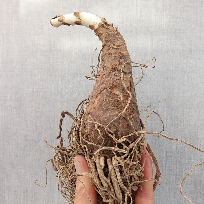 Amostra de Crinum Powellii Rosea - Crinole de Powell Rose Bulbo size 24+ tal como entregue na primavera