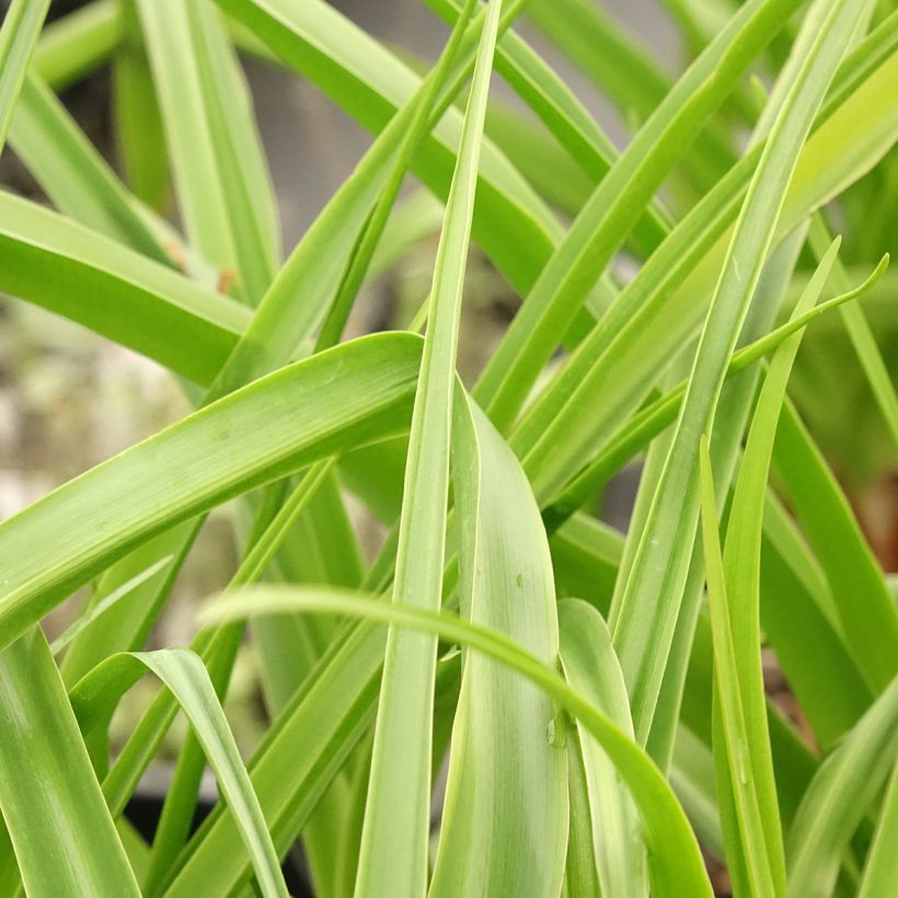 Crinum powellii Rosea (Folhagem)