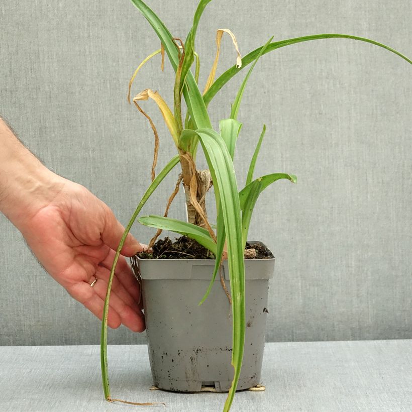 Amostra de Crinum powellii Rosea Vaso de 2 L/3 L Calibre 24+ tal como entregue no outono