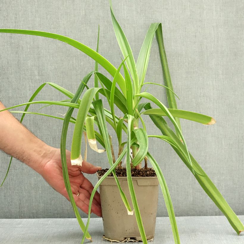 Amostra de Crinum powellii Rosea Vaso de 2 L/3 L Calibre 24+ tal como entregue no verão