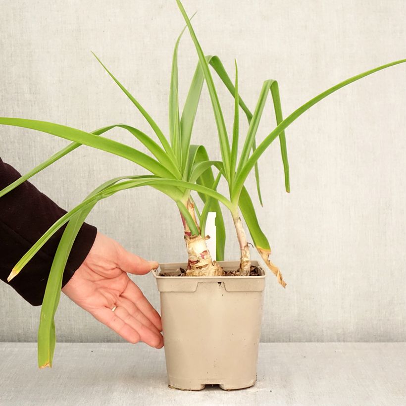 Amostra de Crinum powellii Rosea Vaso de 2 L/3 L Calibre 24+ tal como entregue na primavera