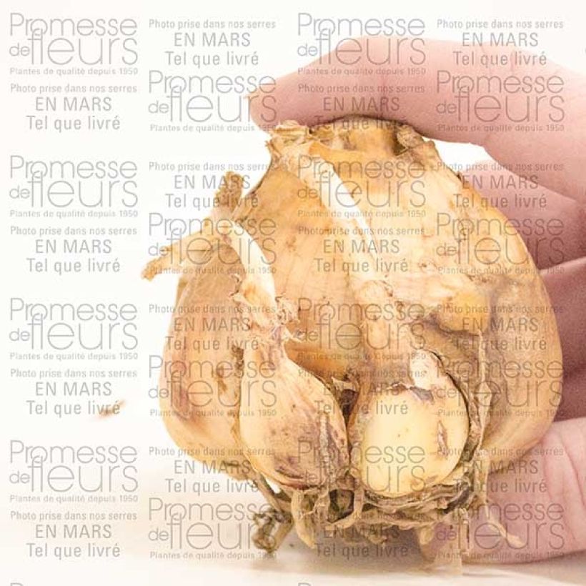 Exemplo de amostra de Crinum Striped Beauty Bulbo size 24+ tal como entregue