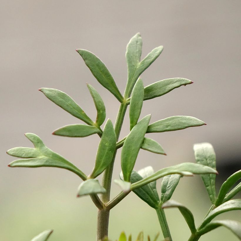 Crithmum maritimum (Folhagem)