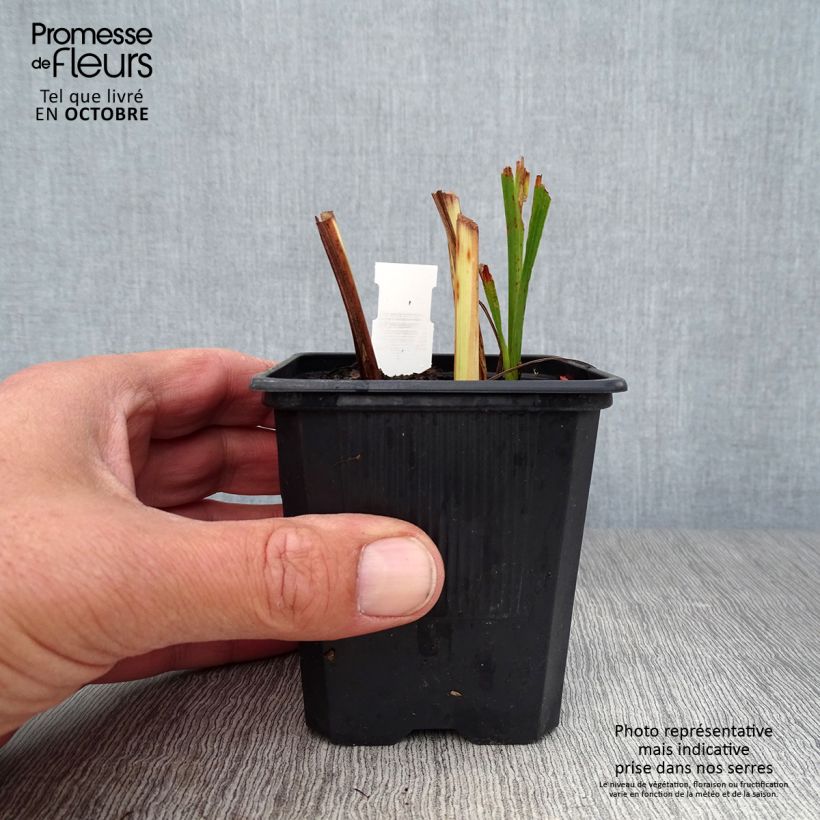 Amostra de Montbrécia Babylon Vaso de 7/8 cm tal como entregue no outono