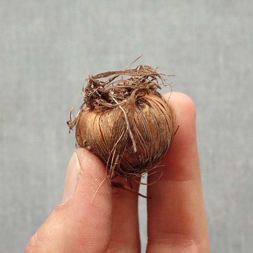 Amostra de Crocosmia crocosmiiflora Buttercup - Montbretia jaune d'or pur. Bulbo size 7+ tal como entregue na primavera