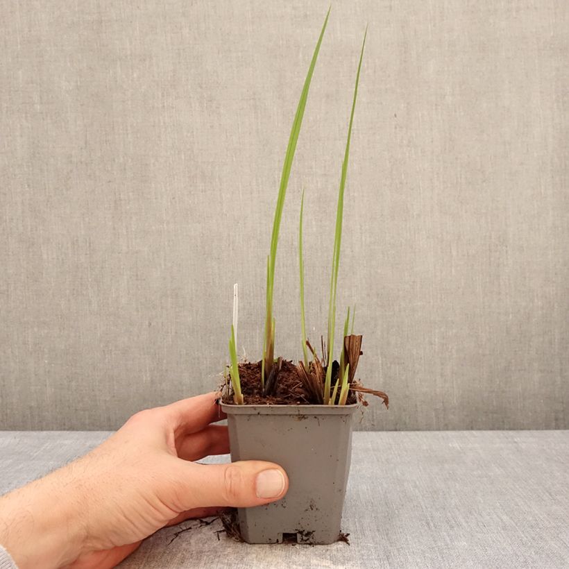 Amostra de Montbrécia Buttercup Vaso de 8/9 cm Calibre 7+ tal como entregue no inverno