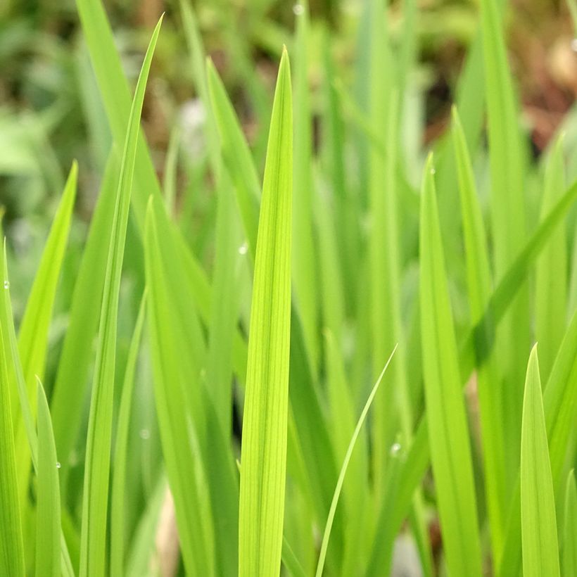 Montbrécia Emberglow - Crocosmia crocosmiiflora (Folhagem)